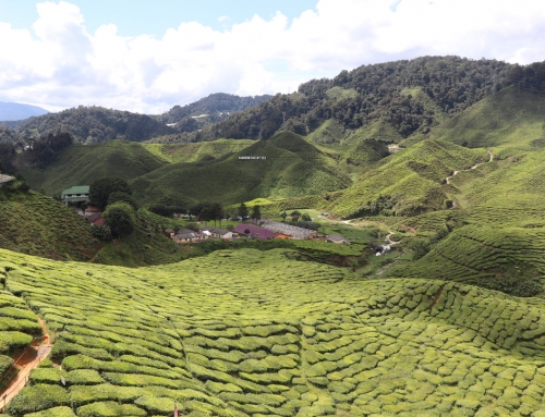 Do’s & Dont’s when visiting the Cameron Highlands in Malaysia